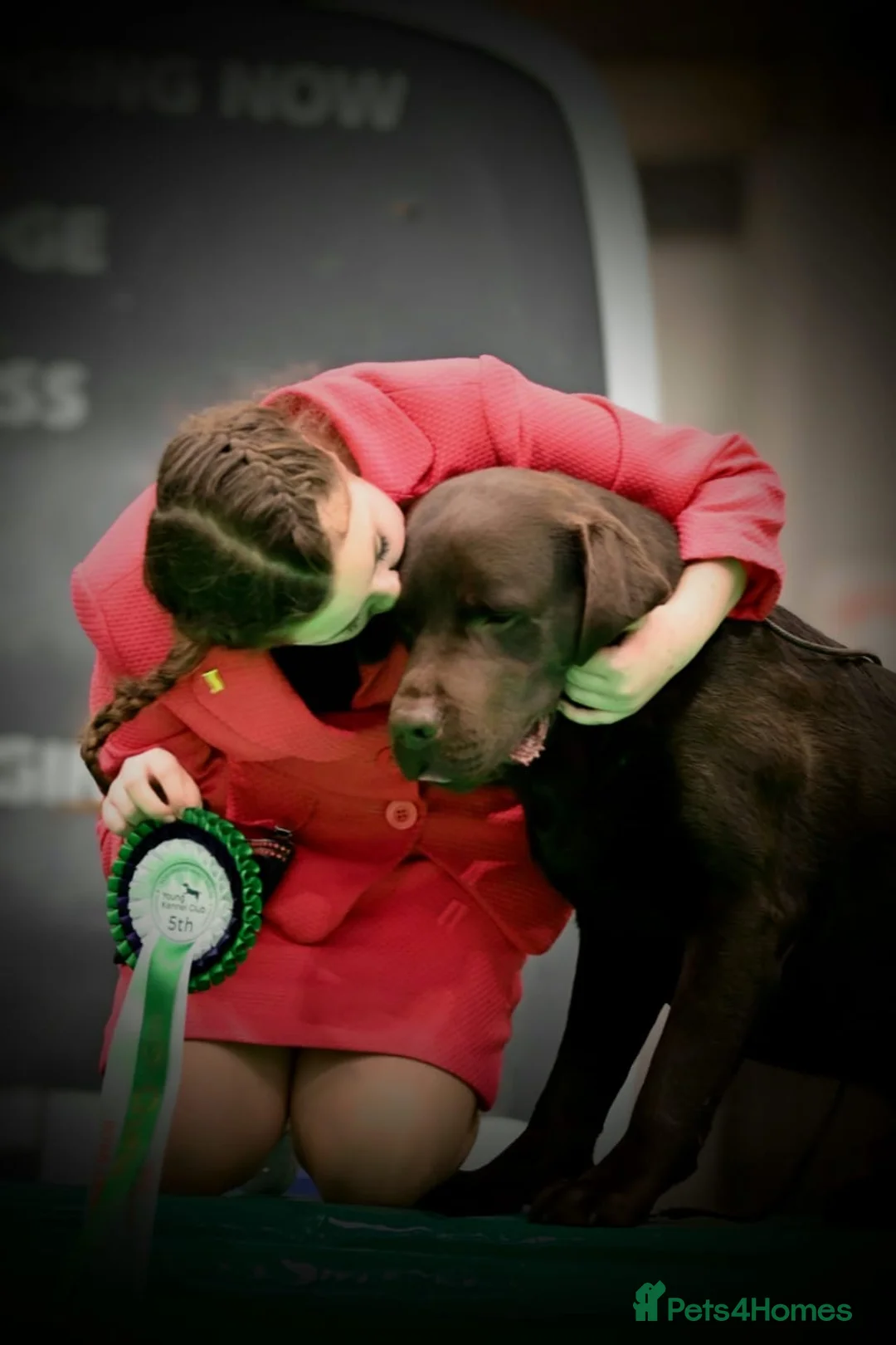 Labrador Retriever dogs for stud: HEALTH TESTED KC CHOCOLATE SHOW LABRADOR FOR STUD in Chesterfield - Advert 3