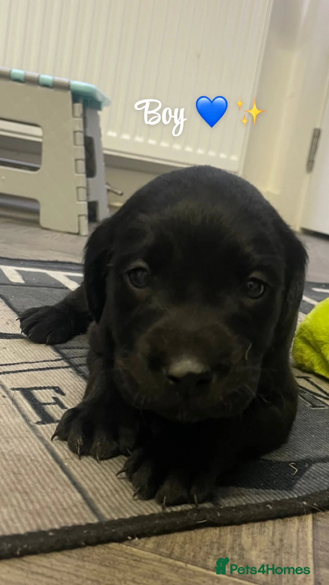 Labrador Retriever dogs for sale: Stunning lab pups - Advert 17