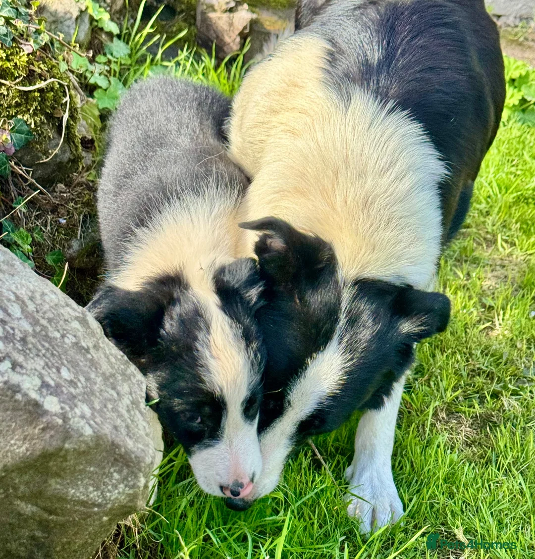 Border Collie dogs for sale: Gorgeous Male Collie Pup! Ready Now!  - Advert 2