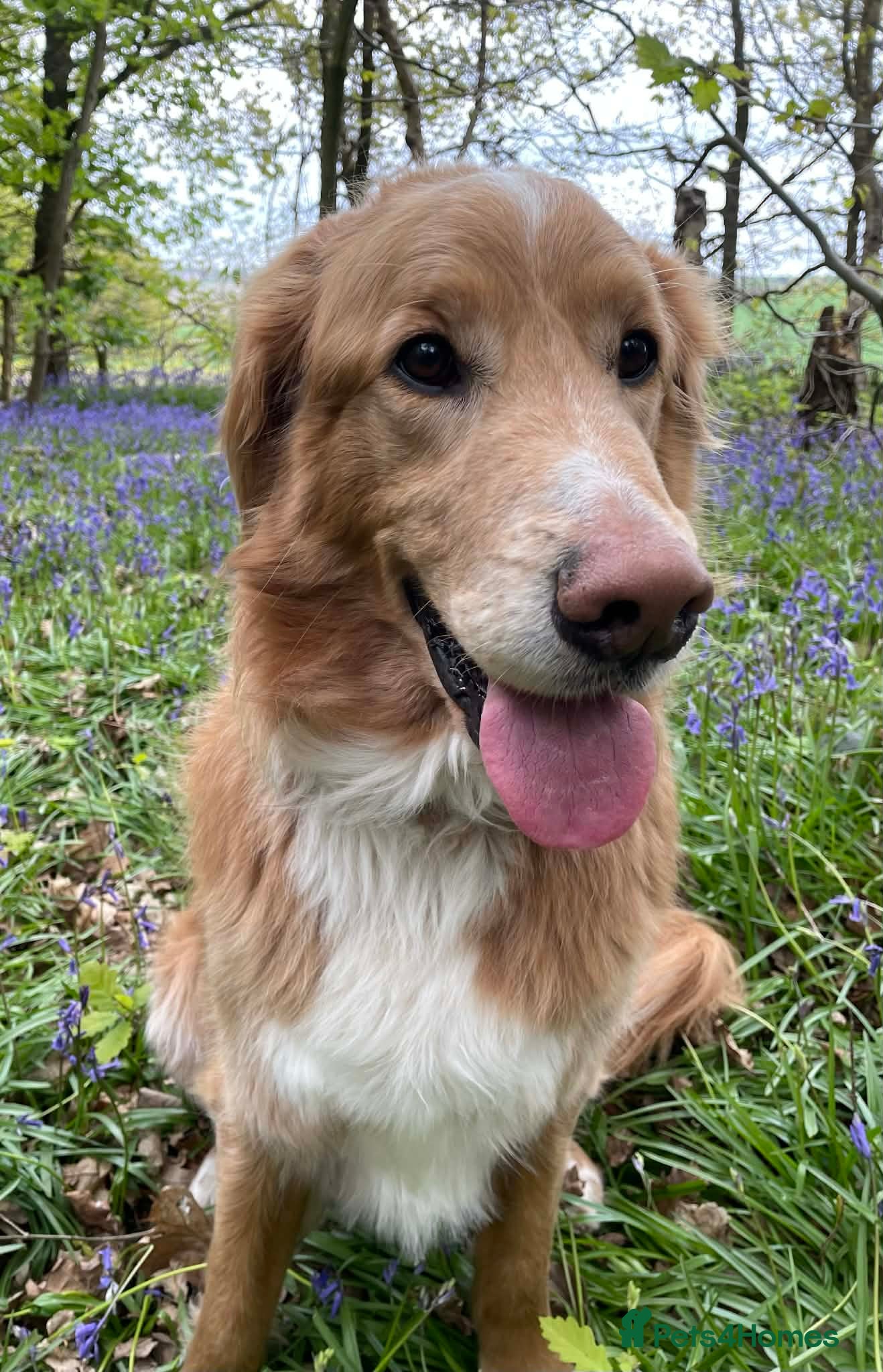 Goldendoodle dogs Atlas Goldendoodle Looking for an Experienced Home - Advert 1