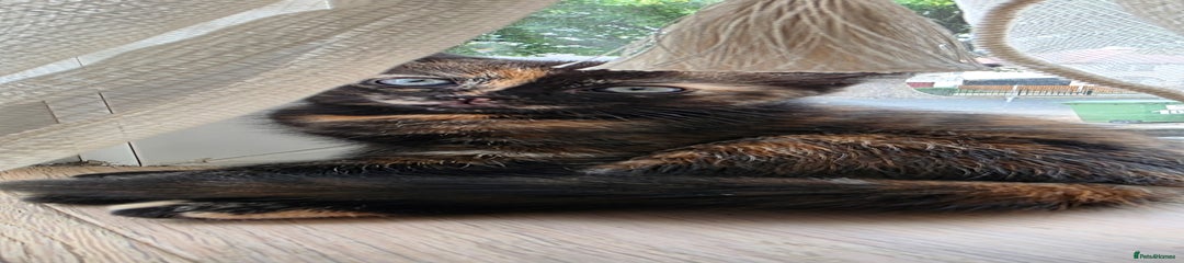 Mixed Breed Kitten 3