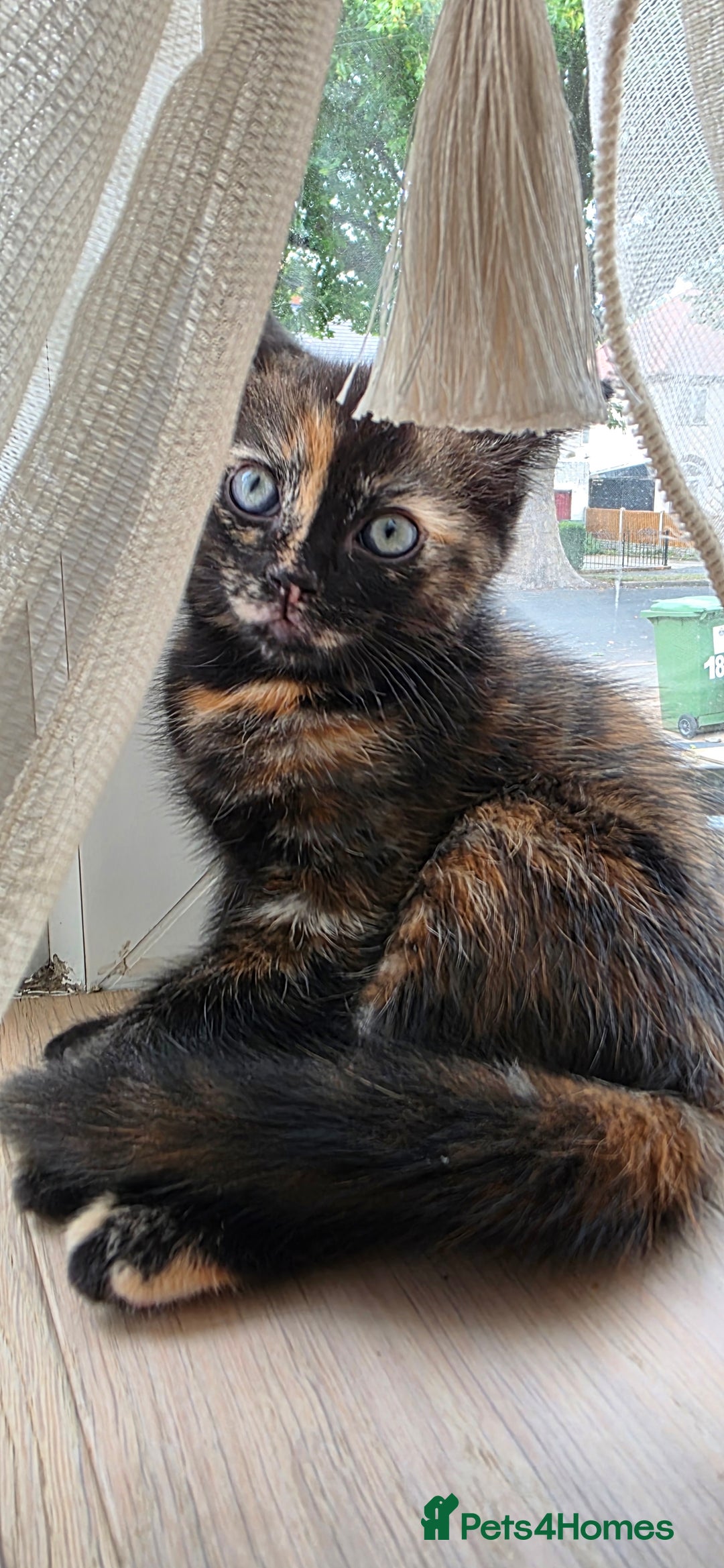 Mixed Breed cats for sale: Ragdoll cross kittens - Image 4
