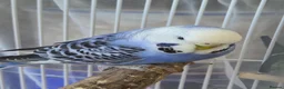 Budgerigars birds for sale: Bonded pair in West Bromwich - Advert 3