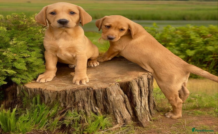 Labrador Retriever dogs - Advert 5