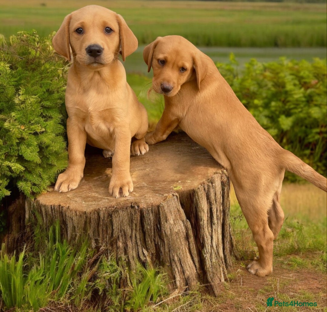 Labrador Retriever dogs for sale: Stunning ftch fox red puppies - Image 1