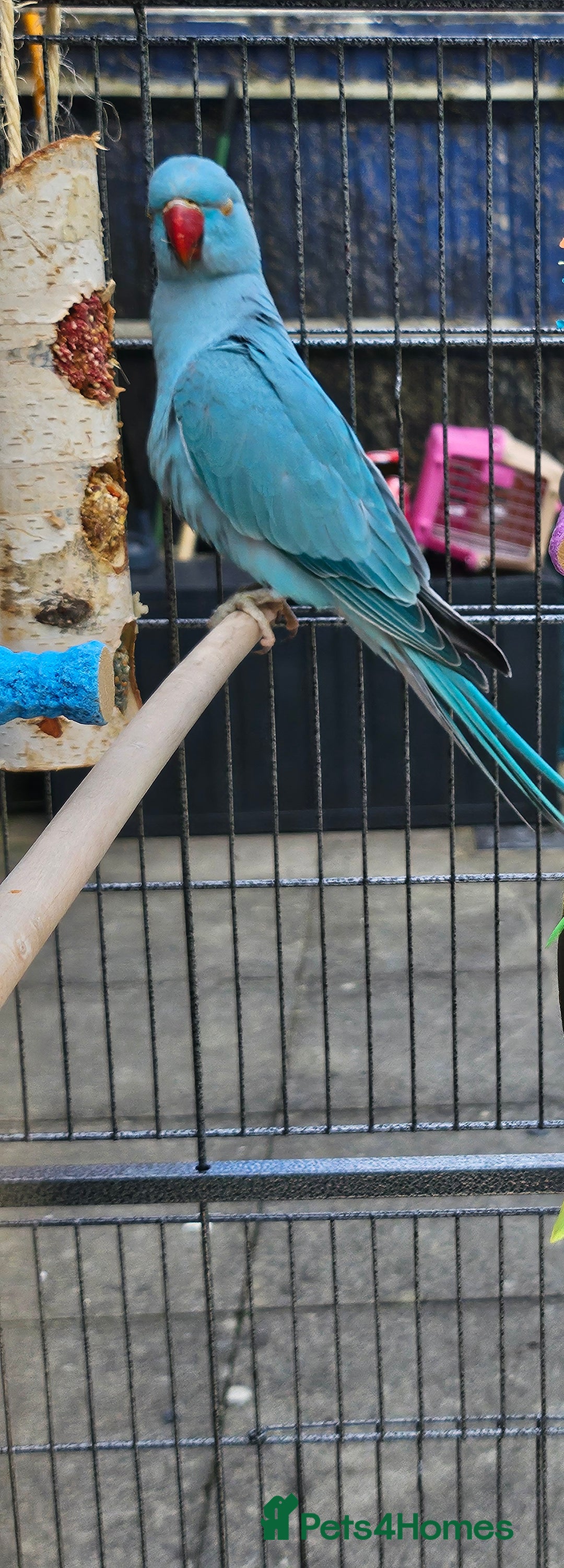 Ringnecks birds for sale: Indian ringneck parakeet  - Image 2