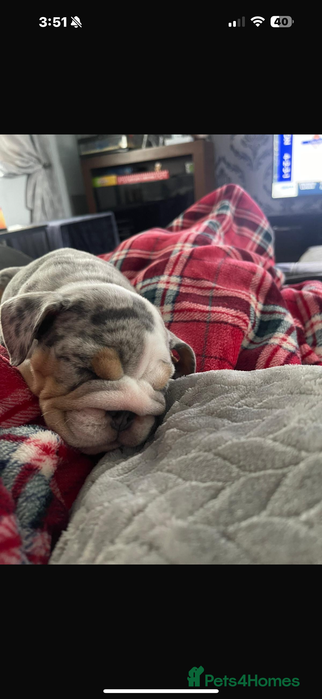 English Bulldog dogs for sale: 10 week old English bulldog  - Advert 3