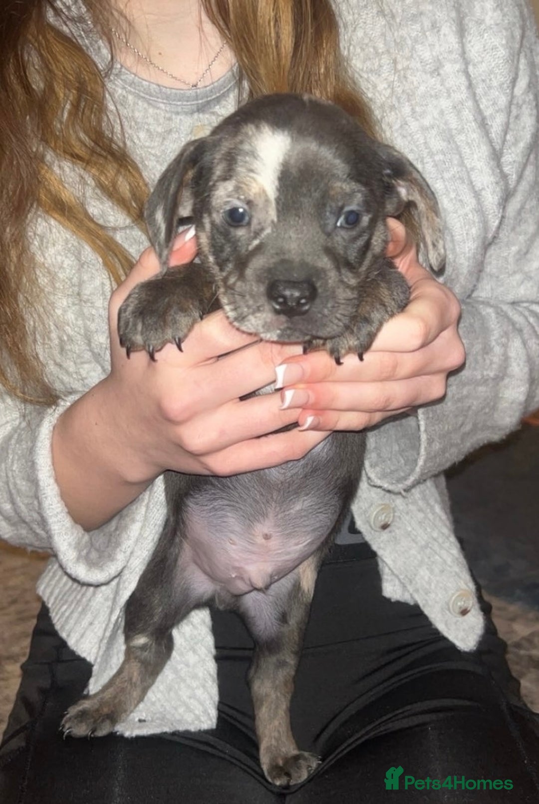 Mixed Breed dogs for sale: Frenchie/ dashund  - Advert 12