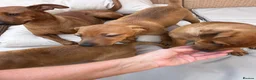 Mixed Breed dogs for sale: Stunning playful puppies  - Advert 2