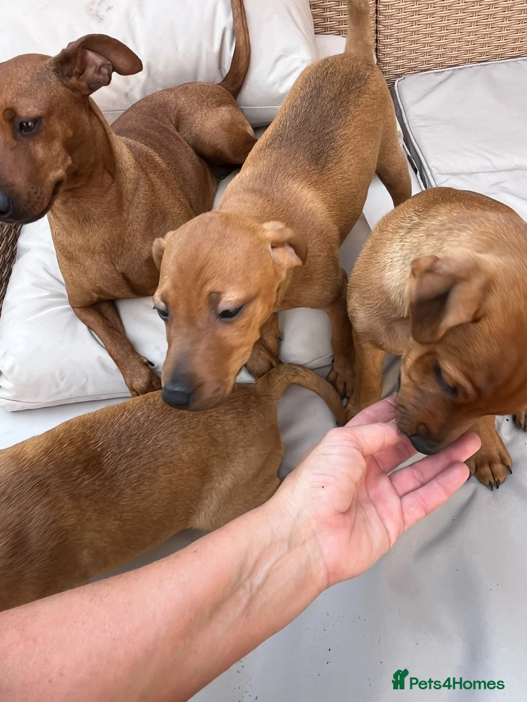 Mixed Breed dogs for sale: Stunning playful puppies  - Advert 2