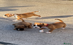 Boxer dogs for sale: Boxer pups  - Image 11