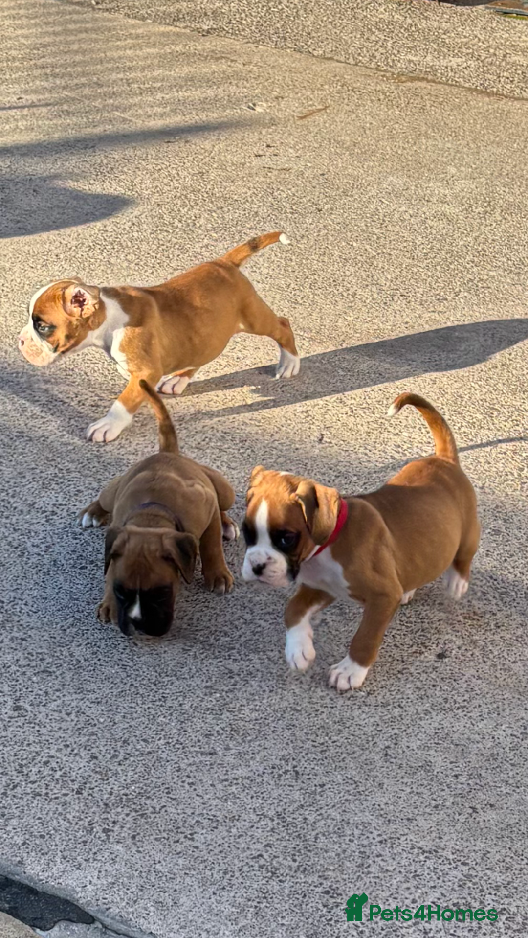Boxer dogs for sale: Boxer pups  - Image 11