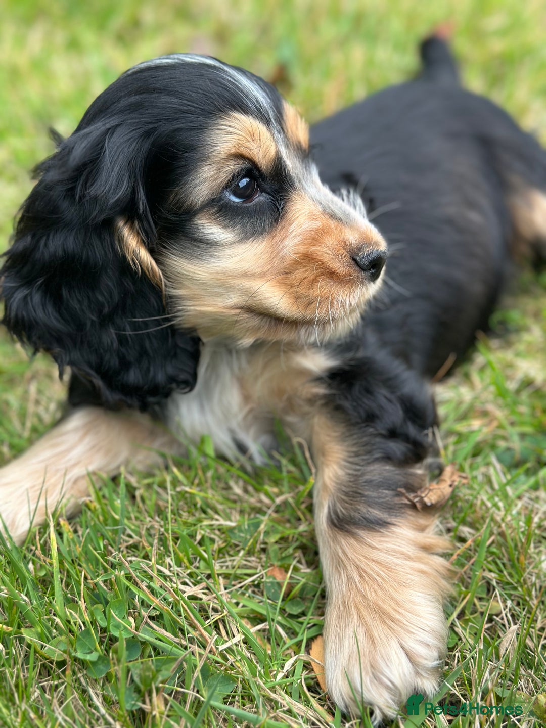 Cocker Spaniel dogs for sale: STUNNING Rizi Bizi sired Cocker puppies DNA Tested - Image 31