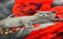 British Shorthair cats for sale: GCCF BSH Kittens pet homes only  - Image 28