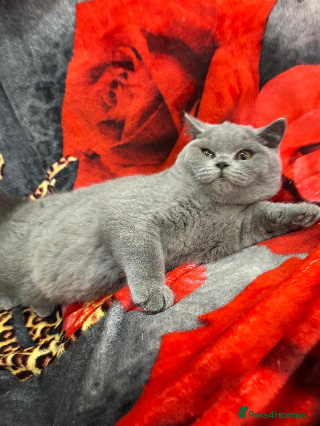 British Shorthair cats for sale: GCCF BSH Kittens pet homes only  - Image 28