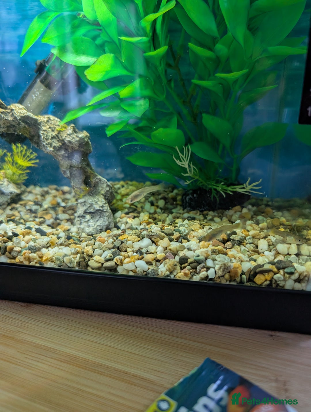 Tetras fish for sale: Endler guppies free to good home  - Image 2