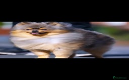 Pomeranian dogs for sale: 🧸💥 TOPQUALITY XXS UNIQUE POMERANIAN PUPPIES 🧸💥 - Image 19