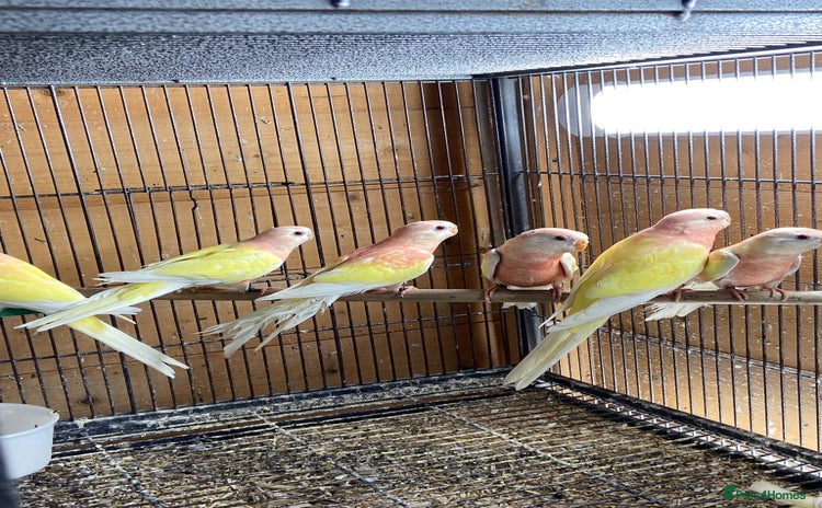 Parakeets birds - Advert 1