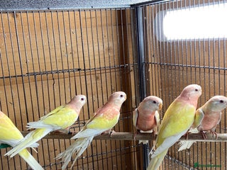 Parakeets birds - Advert 8