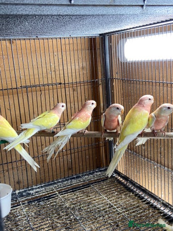 Parakeets birds - Advert 6