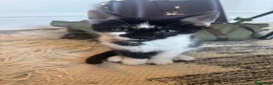 Mixed Breed Kitten 3