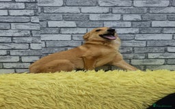Mixed Breed dogs for adoption: 💖🐶 LESSY 🐶💖 - Image 8