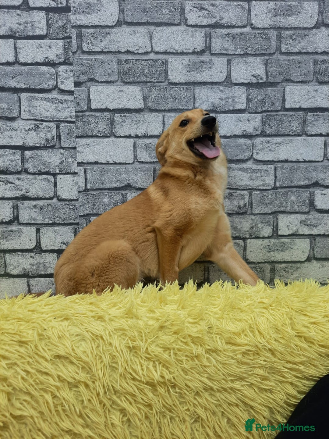 Mixed Breed dogs for adoption: 💖🐶 LESSY 🐶💖 - Image 8