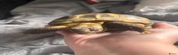 Tortoise reptiles for sale: Female tortoise  - Advert 1