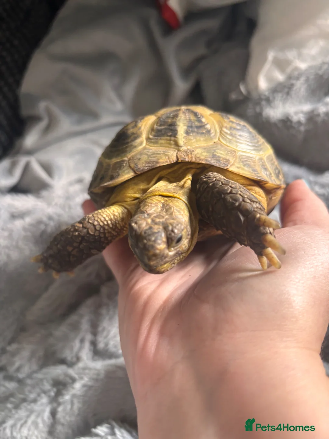 Tortoise reptiles for sale: Female tortoise  - Advert 1