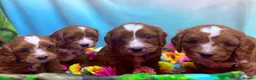 Cavapoo dogs for sale: Beautiful F1 type Cavapoo Puppies- Dad PRA tested - Advert 4
