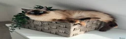 Ragdoll cats for sale: Beautiful Chunky Litter of Ragdolls - Advert 8