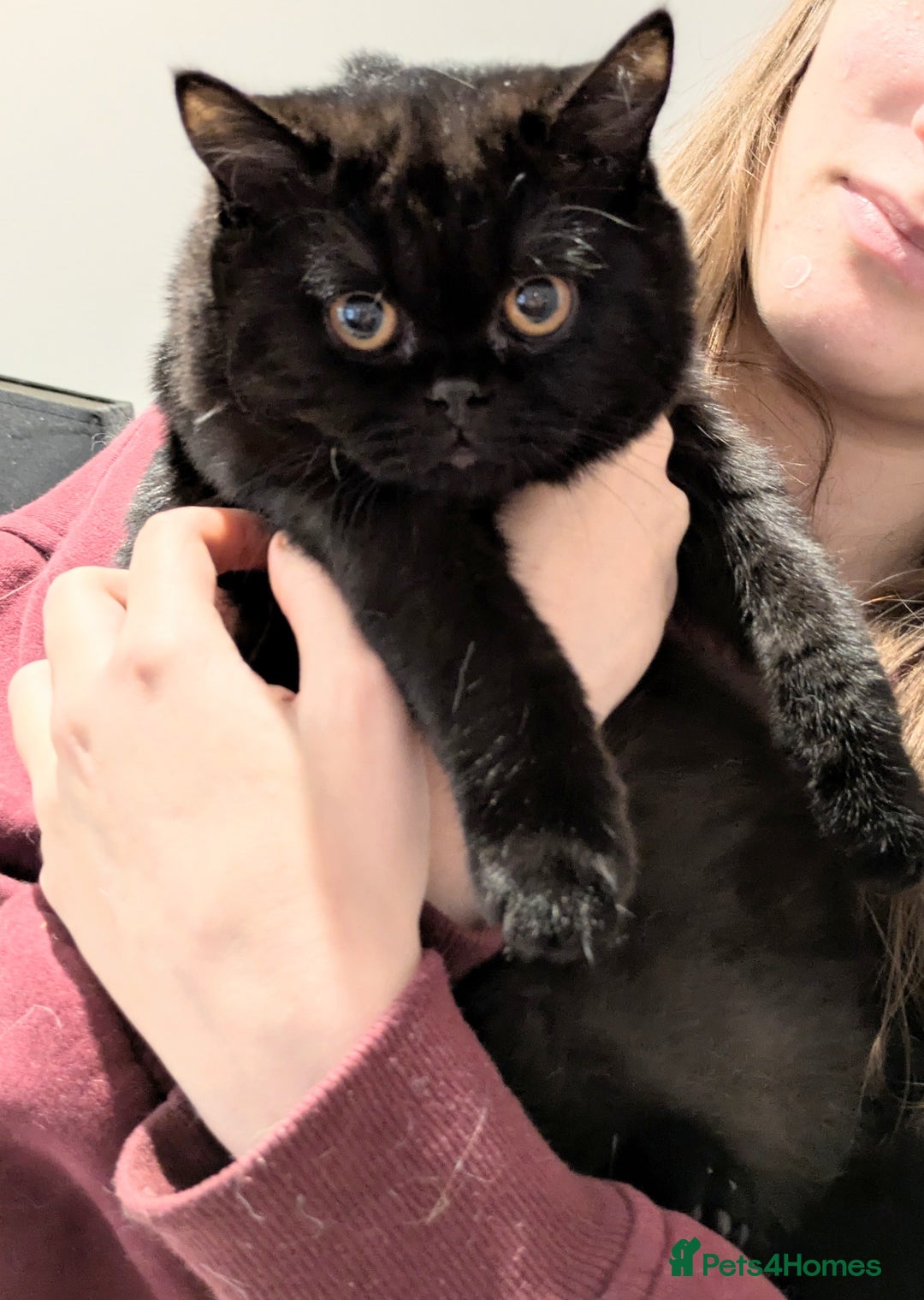 British Shorthair cats for sale: Gorgeous Gccf reg, British shorthair female  - Advert 9