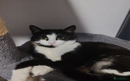 British Shorthair cats for sale: Daisy  - Image 5