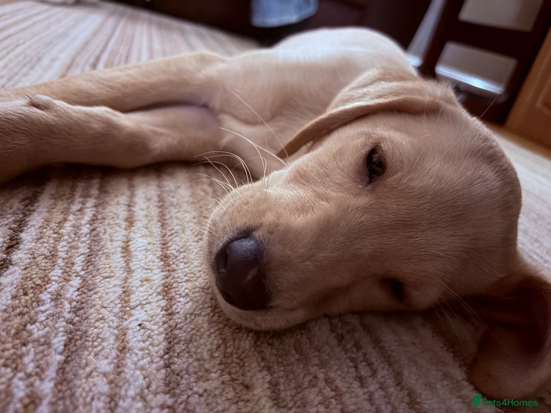 Labrador Retriever dogs for sale: Labrador Retriever Puppy  - Advert 4