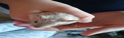 Gerbil rodents for sale: URGENT REHOMING NEEDED , 7 girl gerbils. in London - Advert 6