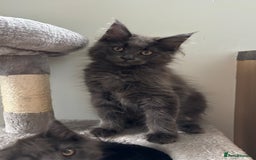 Maine Coon cats for sale: Stunning Maine Coon Kittens  - Image 11