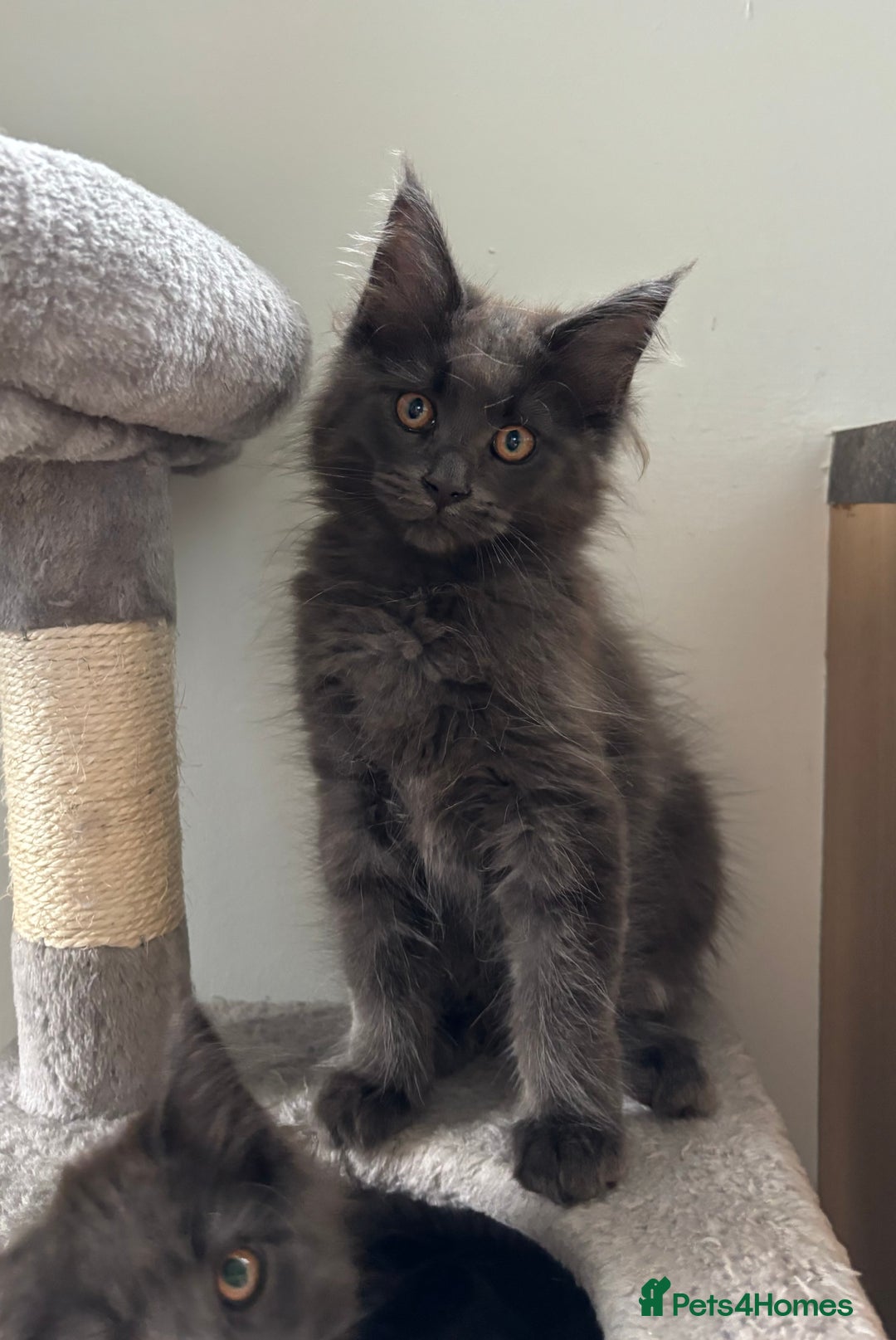 Maine Coon cats for sale: Stunning Maine Coon Kittens  - Image 11