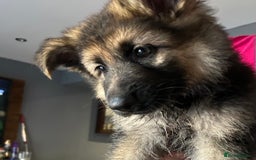 German Shepherd dogs for sale: Pure breed German shepherd puppy girl - Image 8