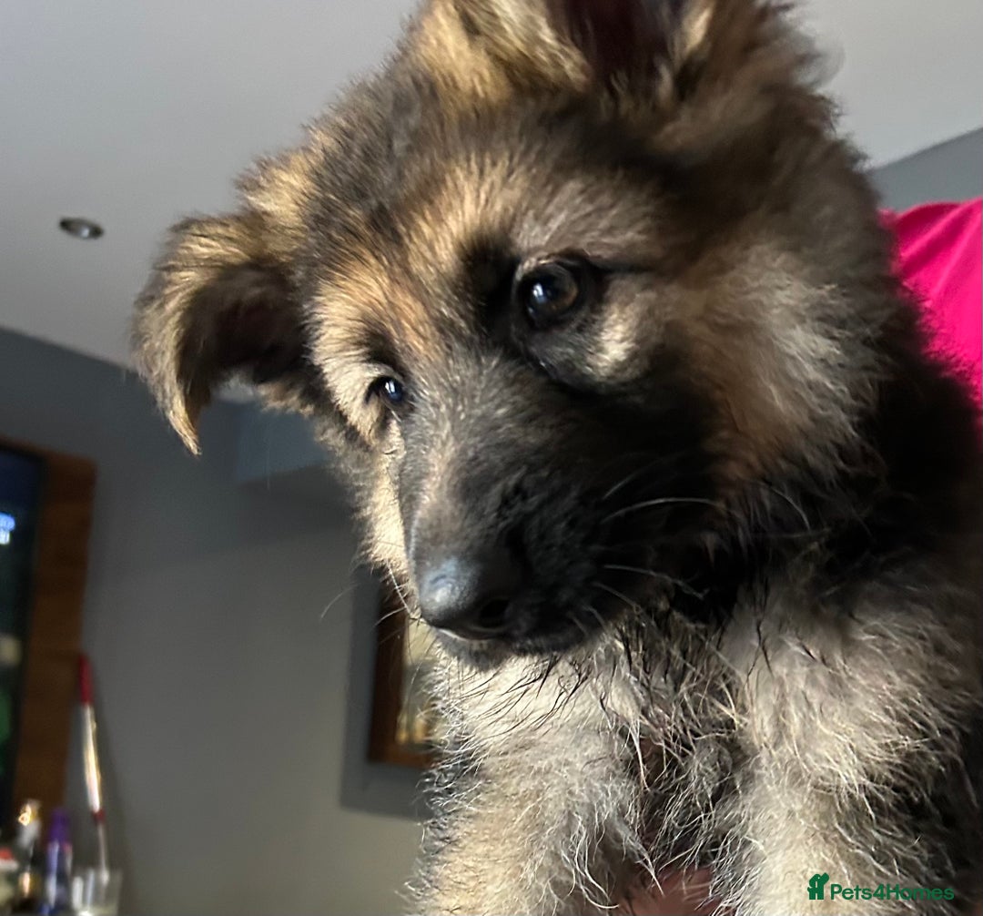 German Shepherd dogs for sale: Pure breed German shepherd puppy girl - Image 8