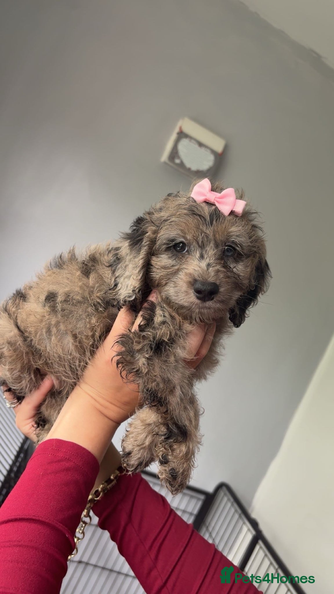 Cockapoo dogs Quality F1 best in the west mids beautiful pups - Advert 18