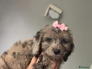 Cockapoo dogs Quality F1 best in the west mids beautiful pups - Advert 18