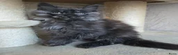 Maine Coon cats for stud: Large Black 9kg Russian Lines Maine Coon STUD - Advert 35