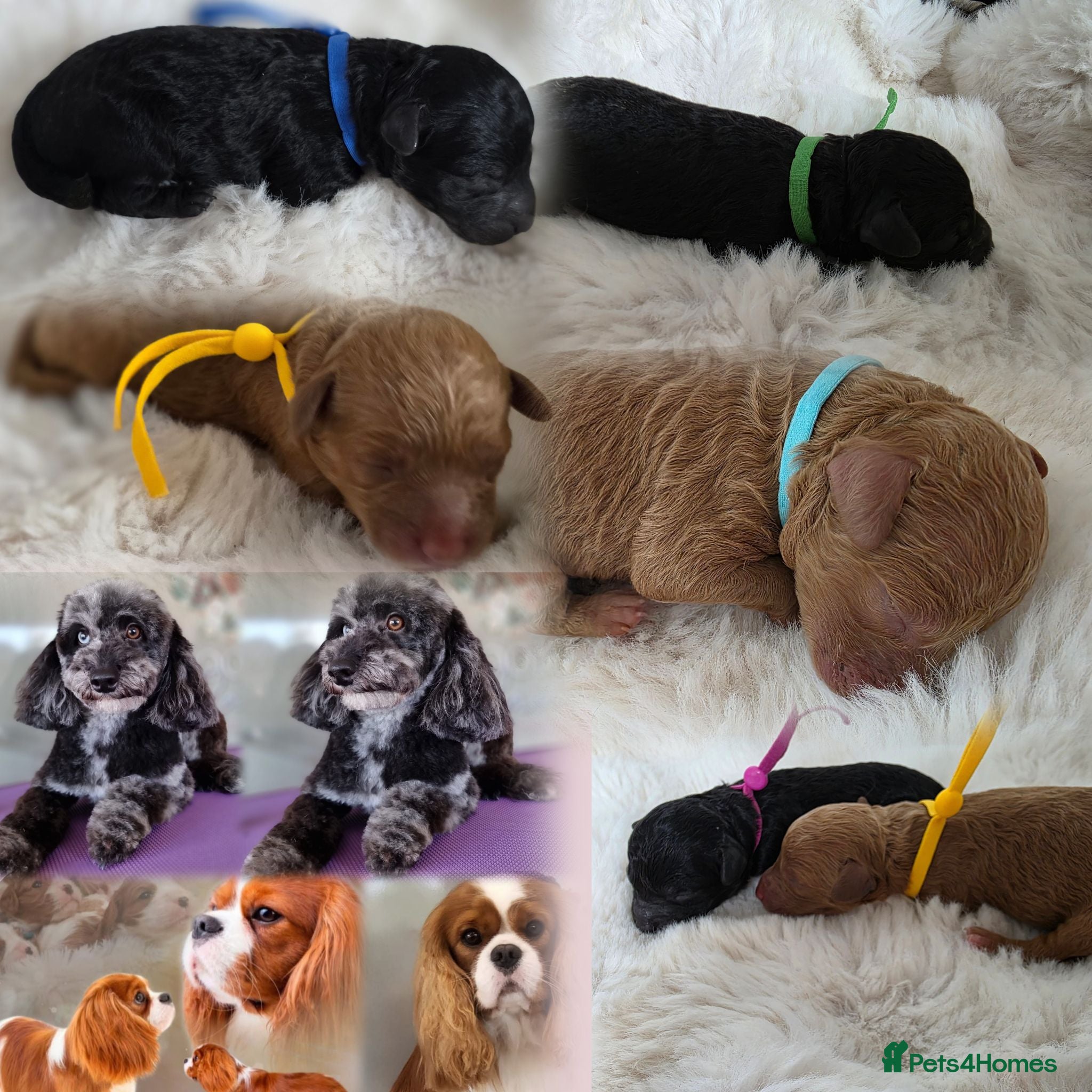 Cavapoo dogs F1 Toy cavapoos  - Advert 14