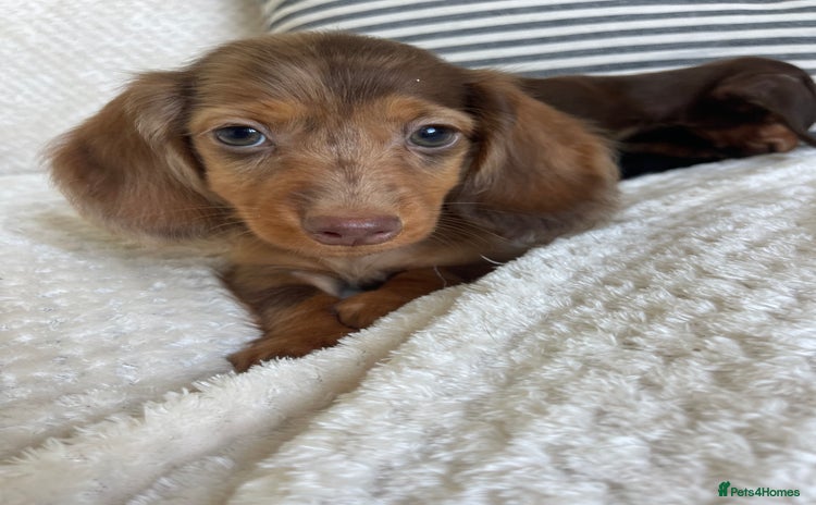 Miniature Dachshund dogs - Advert 11