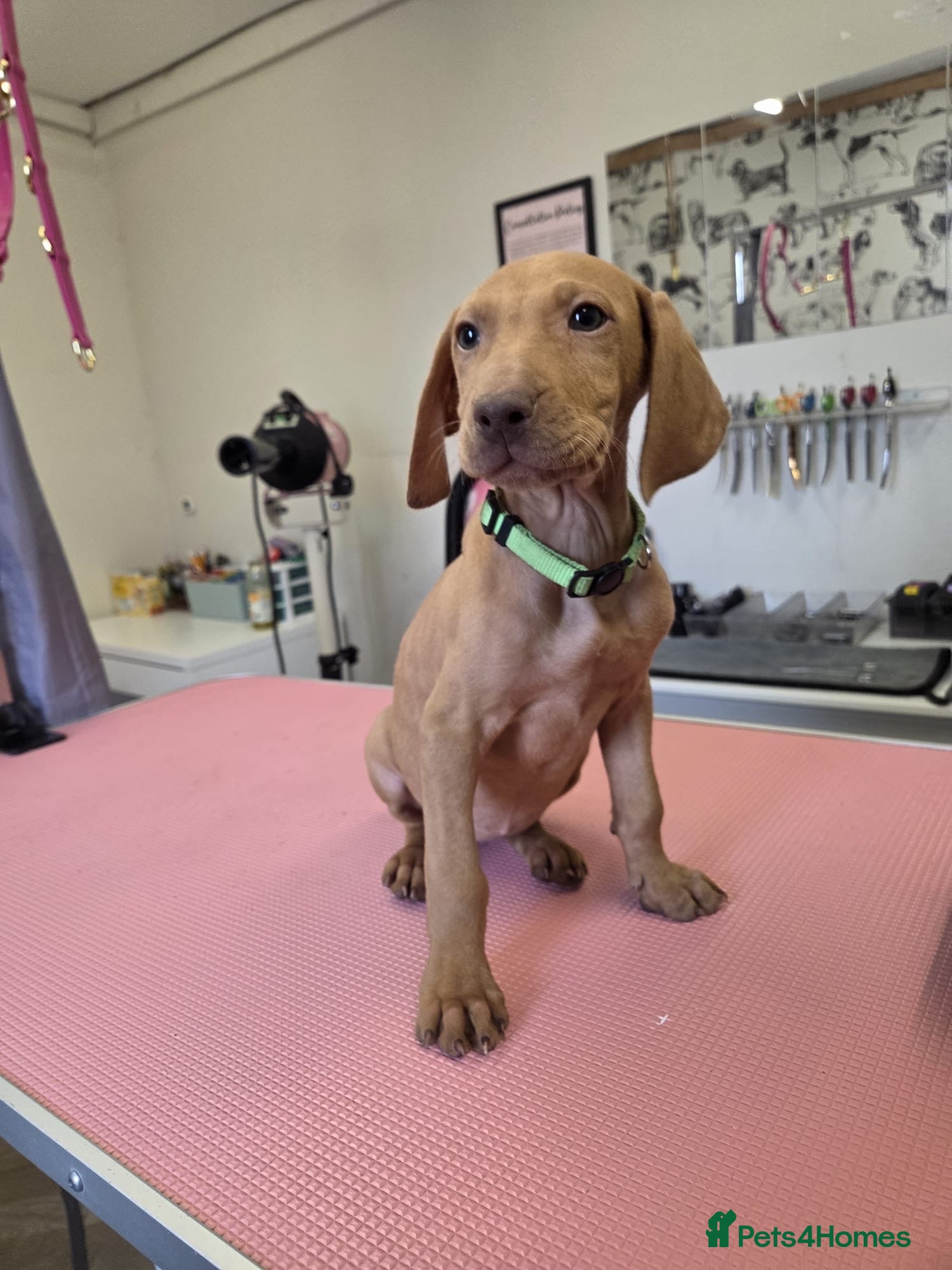 Mixed Breed dogs Hungarian vizsla x German shorthair pointer pups  - Advert 1