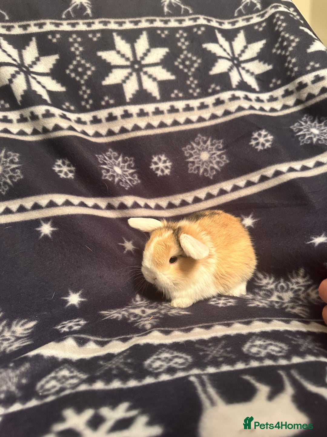 Mini Lop rabbits for sale: Mini lop bunnies  - Advert 4