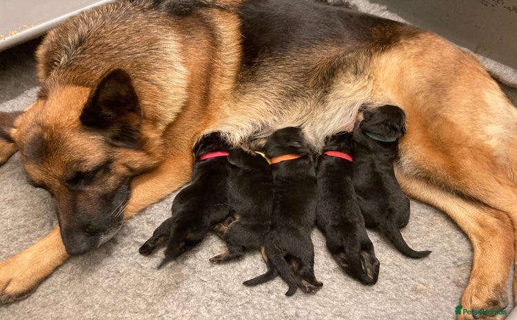German Shepherd dogs - Advert 3