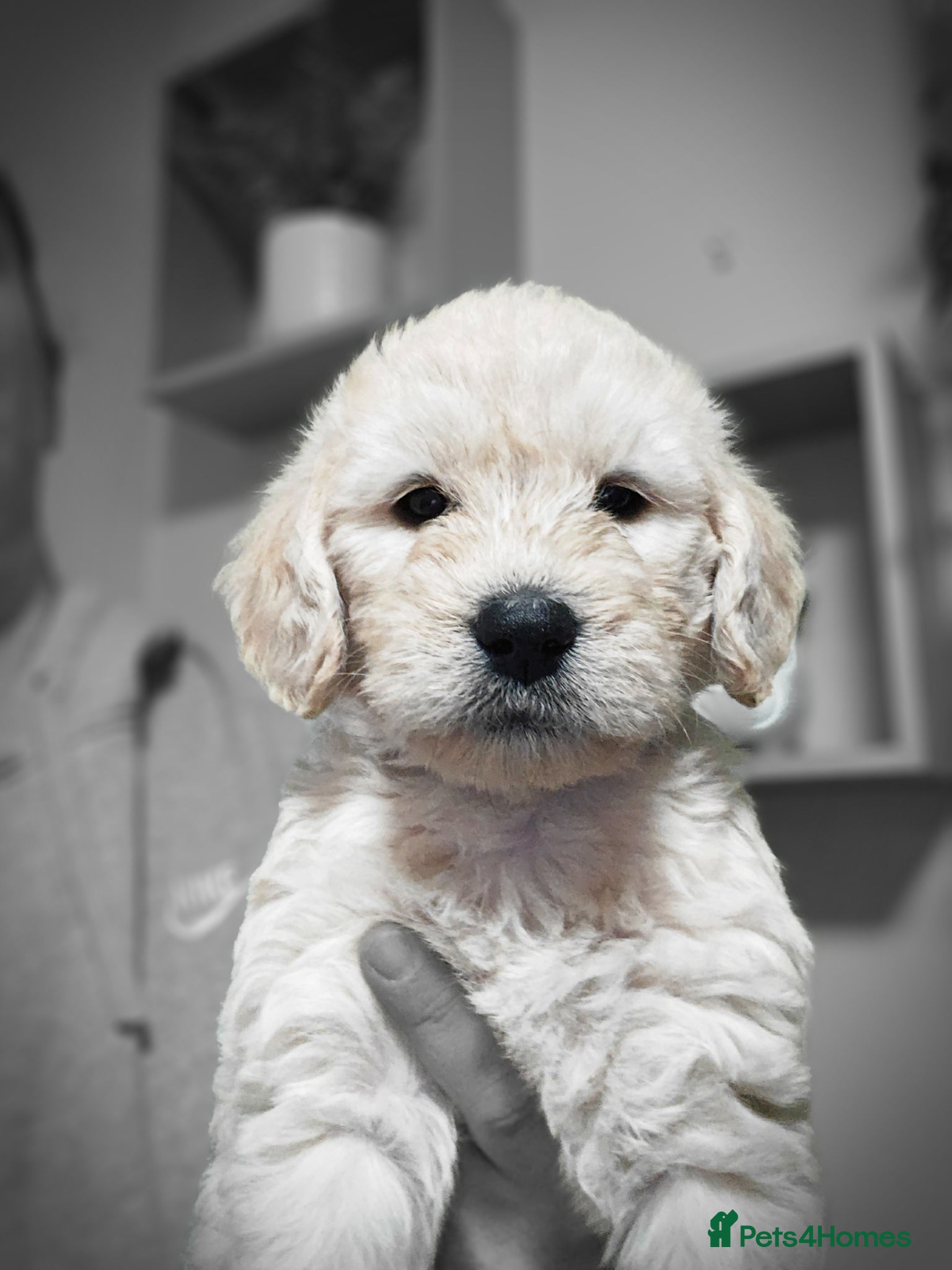 Labradoodle dogs Beautiful F1 labradoodles  - Advert 8