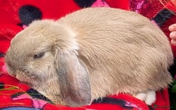 Mini Lop rabbits for sale: Stunning and friendly mini lop male  - Image 2