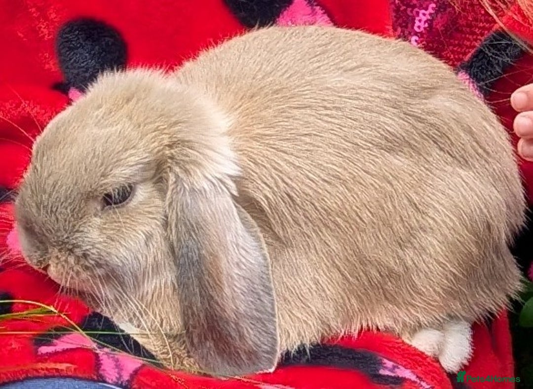 Mini Lop rabbits for sale: Stunning and friendly mini lop male  - Image 2